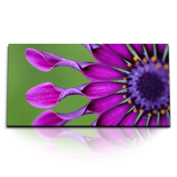 Paul Sinus Art Kunstdruck Bilder 120x60cm Bornholmmargerite Blume Blüte Violett Lila