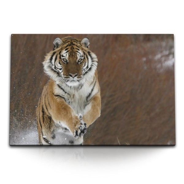 Paul Sinus Art 120x80cm Wandbild auf Leinwand Sibirischer Tiger Tierfotografie Schnee Natur Raubkatze