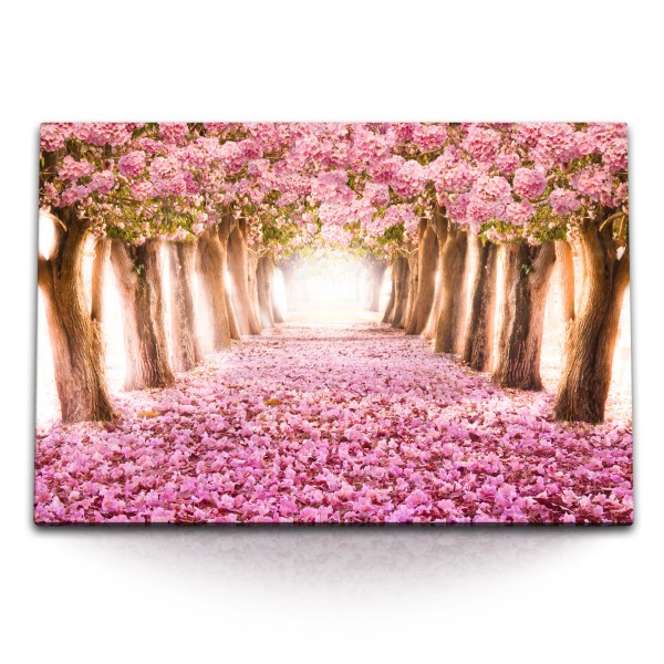 Paul Sinus Art 120x80cm Wandbild auf Leinwand Pinke Baumblüten Frühling Park Baumallee Rosa Blüten