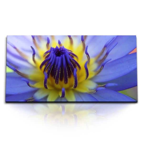 Paul Sinus Art Kunstdruck Bilder 120x60cm Exotische Blüte Blume Blau Gelb Nahaufnahme