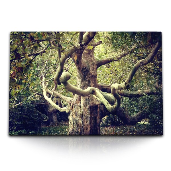 Paul Sinus Art 120x80cm Wandbild auf Leinwand Naturbild großer Baum Asien Tropisch Wald