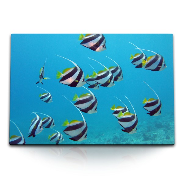 Paul Sinus Art 120x80cm Wandbild auf Leinwand Schwarm Wimpelfisch tropische Fische unter Wasser Blau