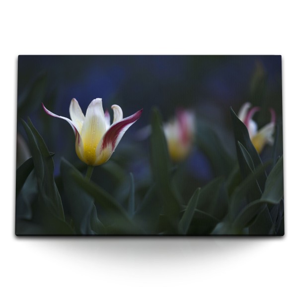 Paul Sinus Art 120x80cm Wandbild auf Leinwand Tulpen Blumen Blüten Natur Kunstvoll