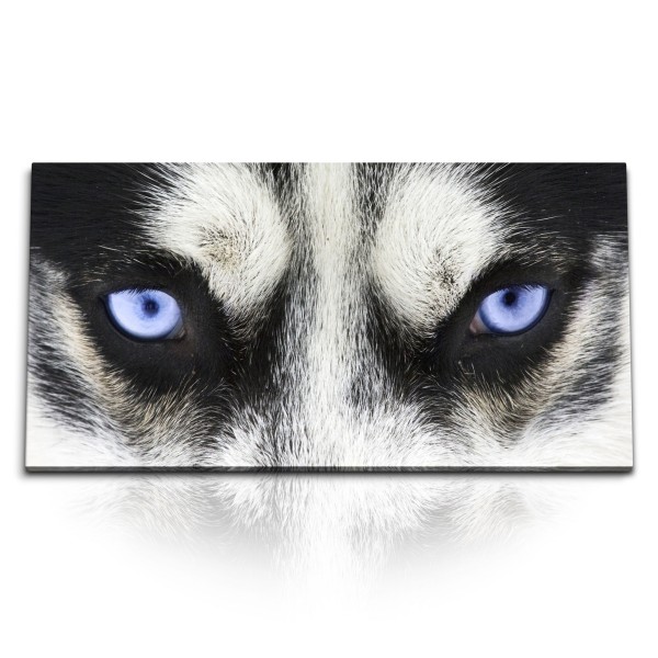 Paul Sinus Art Kunstdruck Bilder 120x60cm Haski blaue Augen Hund Tierfotografie