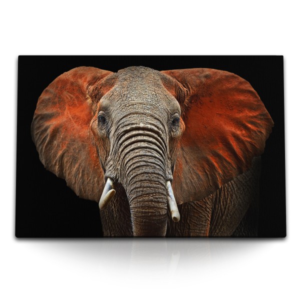 Paul Sinus Art 120x80cm Wandbild auf Leinwand Elefant Tierfotografie schwarzer Hintergrund Stoßzähne