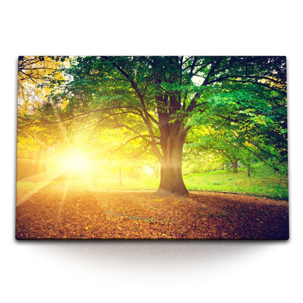 Paul Sinus Art 120x80cm Wandbild auf Leinwand Großer Baum Park Herbst Herbstblätter Sonnenstrahl