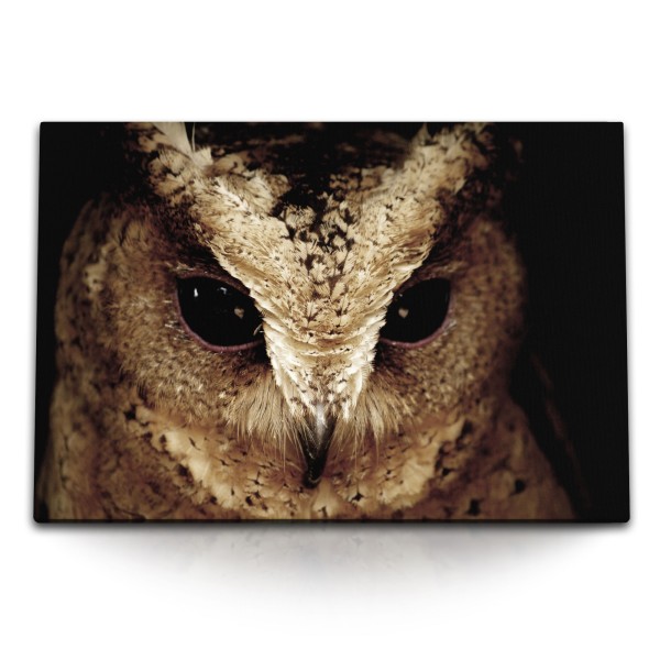 Paul Sinus Art 120x80cm Wandbild auf Leinwand Porträt einer Eule Tierfotografie Vogelfotografie Vogel