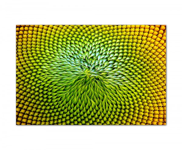 Paul Sinus Art 120x80cm Sonnenblume Nahaufnahme Natur gelb