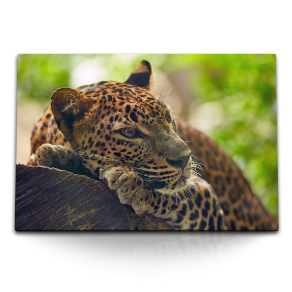 Paul Sinus Art 120x80cm Wandbild auf Leinwand Jaguar im Dschungel Tierfotografie Raubkatze Grün