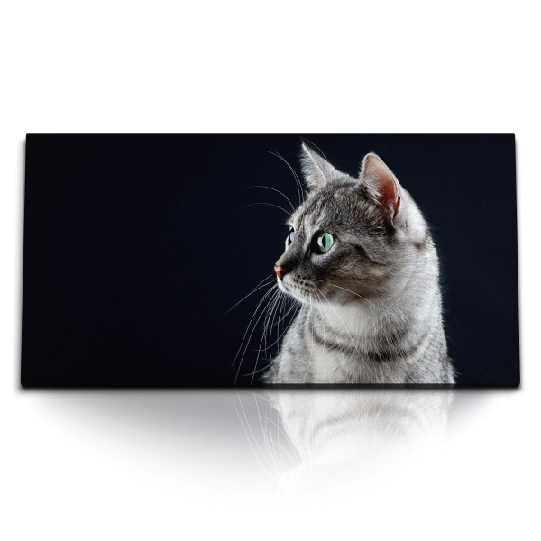 Paul Sinus Art Kunstdruck Bilder 120x60cm Katze Hauskatze Kater Tierfotografie schwarzer Hintergrund