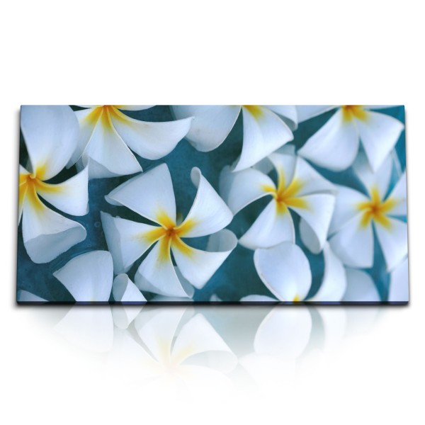 Paul Sinus Art Kunstdruck Bilder 120x60cm Weiße Plumeria Blume Blüten Kunstvoll