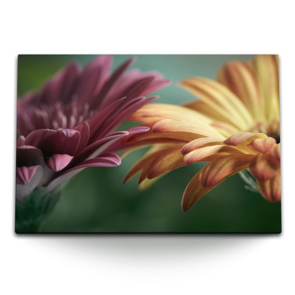 Paul Sinus Art 120x80cm Wandbild auf Leinwand Gerbera Blumen Blüten Makrofotografie Rosa Orange