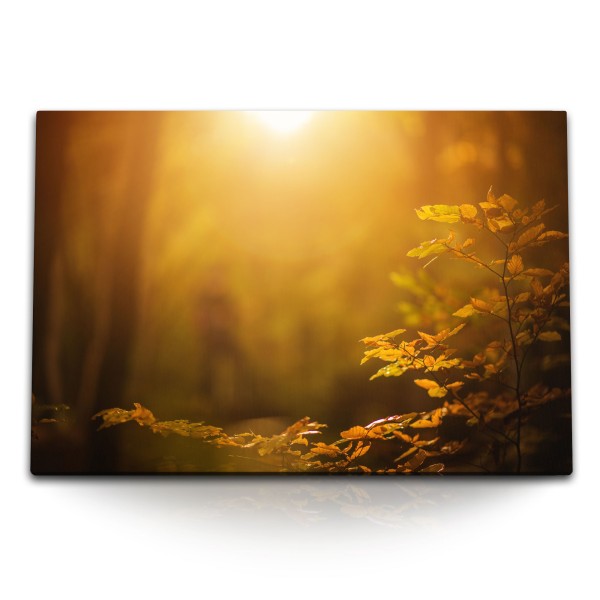 Paul Sinus Art 120x80cm Wandbild auf Leinwand Wald warmes Sonnenschein Natur Bäume