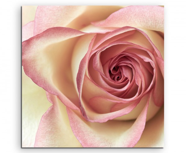 Paul Sinus Art Naturfotografie – Cremefarbene Rose auf Leinwand