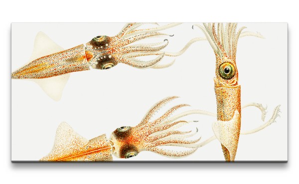 Paul Sinus Art Remaster 120x60cm Illustration von kleinen Tintenfischen Vintage Kunstvoll Dekorativ