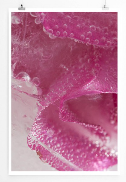 Paul Sinus Art Naturfotografie 60x90cm Poster Eingefrorene pinke Blüte mit Lufblasen