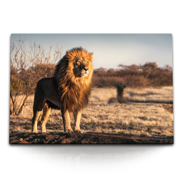 Paul Sinus Art 120x80cm Wandbild auf Leinwand Afrika Löwe Wildnis Tierfotografie Raubkatze