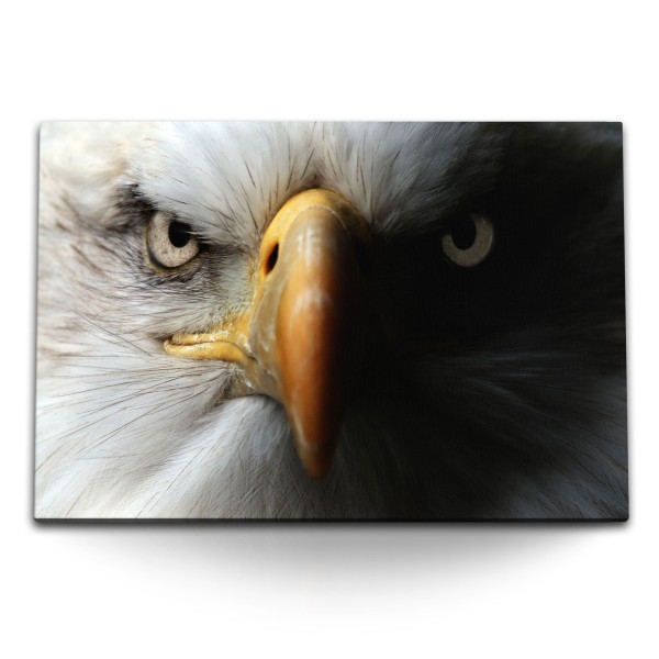 Paul Sinus Art 120x80cm Wandbild auf Leinwand Amerikanischer Weißkopfadler Adler Schnabel Greifvogel