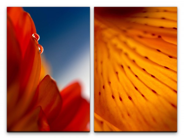 Paul Sinus Art 2 Bilder je 60x90cm Blüten rote Blume Wassertropfen Orange Warm Sommer Makrofotografie