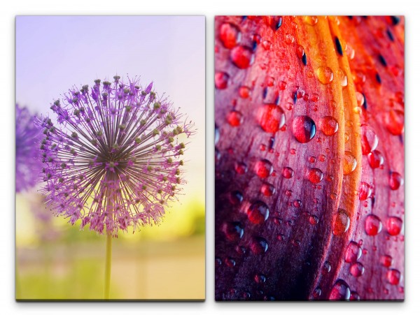 Paul Sinus Art 2 Bilder je 60x90cm Sommerblume Bunte Pusteblume Wassertropfen Sommer Sonne Makrofotografie