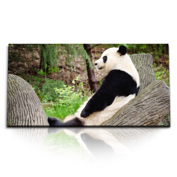 Paul Sinus Art Kunstdruck Bilder 120x60cm Panda Pandabär China Bär Baumstamm Tierfotografie