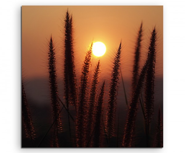 Paul Sinus Art Naturfotografie – Grashalme bei Sonnenaufgang auf Leinwand