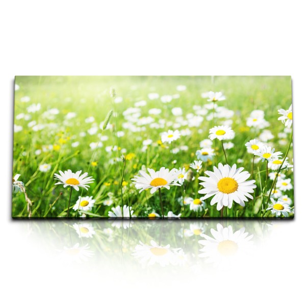 Paul Sinus Art Kunstdruck Bilder 120x60cm Blumenwiese Sommerwiese Gänseblümchen Grün Sommer