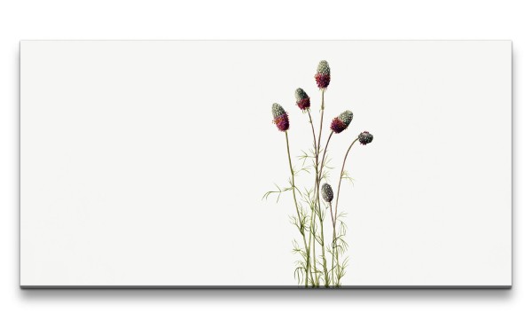 Paul Sinus Art Remaster 120x60cm Botanische Vintage Illustration Purpur Kuhnistera Minimal Dekorativ