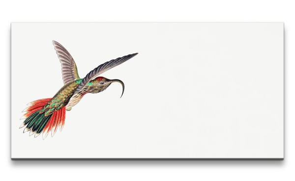 Paul Sinus Art Remaster 120x60cm Kolibri Illustration exotischer Vogel Tropisch Kunstvoll Dekorativ