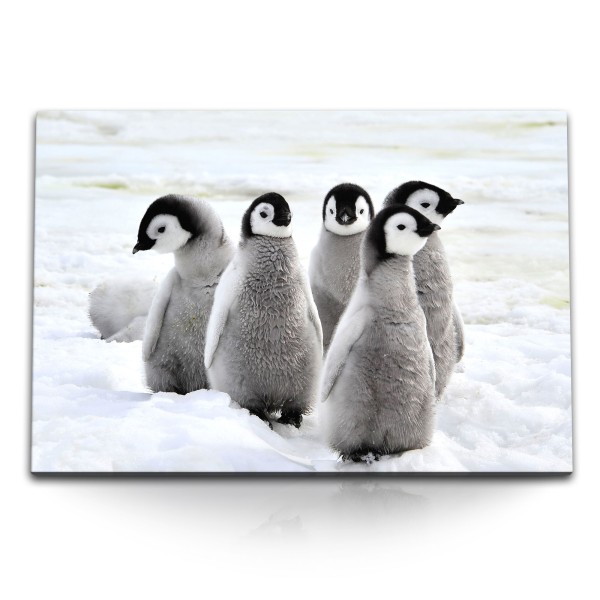 Paul Sinus Art 120x80cm Wandbild auf Leinwand Kleine Pinguine Babypinguine Eis Schnee Tierfotografie