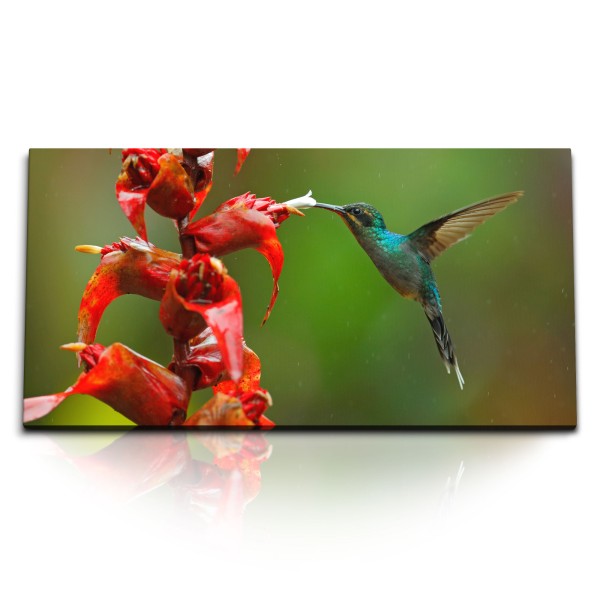 Paul Sinus Art Kunstdruck Bilder 120x60cm Exotische Blume Regenwald Kolibri kleiner Vogel