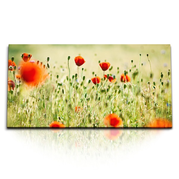 Paul Sinus Art Kunstdruck Bilder 120x60cm Mohnblume rote Blumen Blumenfeld Wildblumen Sommer