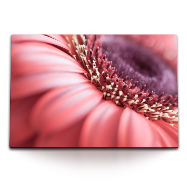 Paul Sinus Art 120x80cm Wandbild auf Leinwand Gerbera Blüte Blume Rot Makrofotografie Makro