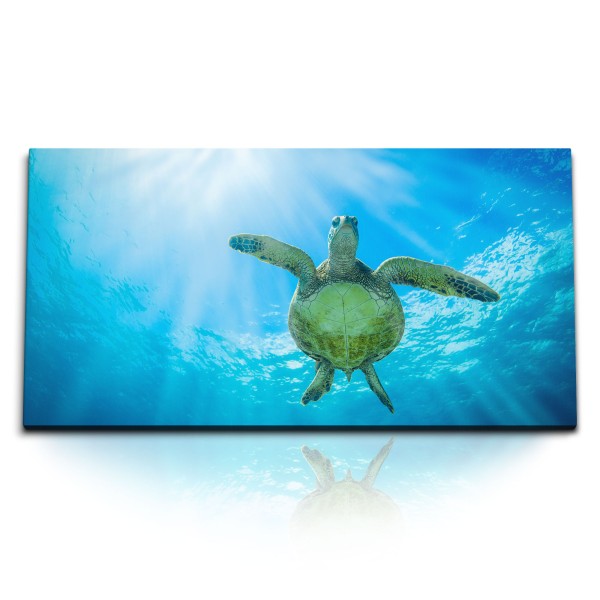 Paul Sinus Art Kunstdruck Bilder 120x60cm Wasserschildkröte unter Wasser Ozean Blau Sonnenstrahlen