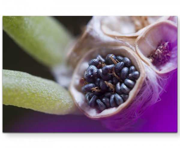 Paul Sinus Art Samen Blüte  Macroaufnahme - Leinwandbild