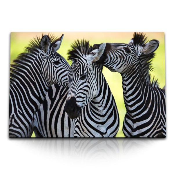 Paul Sinus Art 120x80cm Wandbild auf Leinwand Zebras Afrika Tierfotografie Abendrot Natur