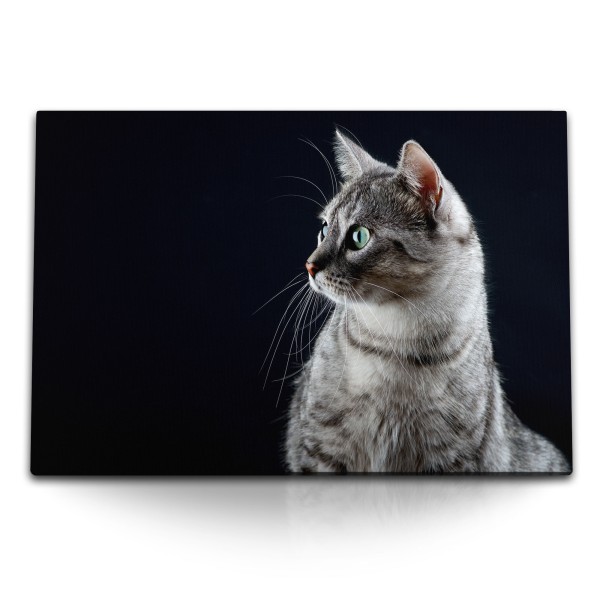 Paul Sinus Art 120x80cm Wandbild auf Leinwand Katze Hauskatze Kater Tierfotografie schwarzer Hintergrund