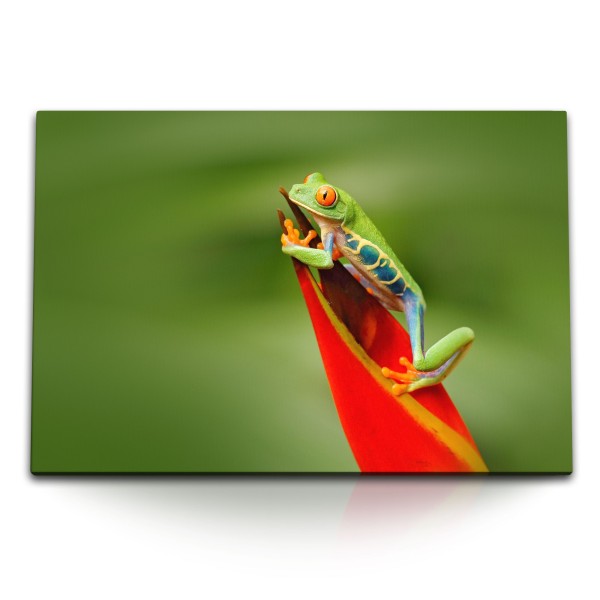 Paul Sinus Art 120x80cm Wandbild auf Leinwand Exotischer Frosch rote Pflanze Regenwald Grün