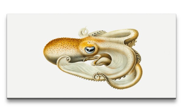 Paul Sinus Art Remaster 120x60cm Oktopus Illustration Tiefsee Forschung Dekorativ Kunstvoll