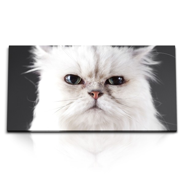 Paul Sinus Art Kunstdruck Bilder 120x60cm Lustige Katze Kater Weiß Tierfotografie Hauskatze