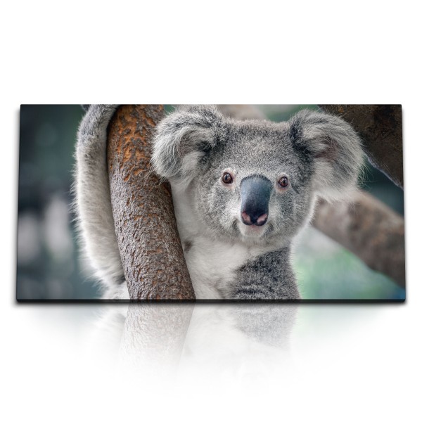 Paul Sinus Art Kunstdruck Bilder 120x60cm Koala Koalabär Tierfotografie Australien Baum