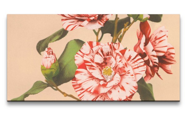 Paul Sinus Art Remaster 120x60cm Ogawa Kazumasa berühmte Fotografie Blume Blüte Striped Camellias Schön