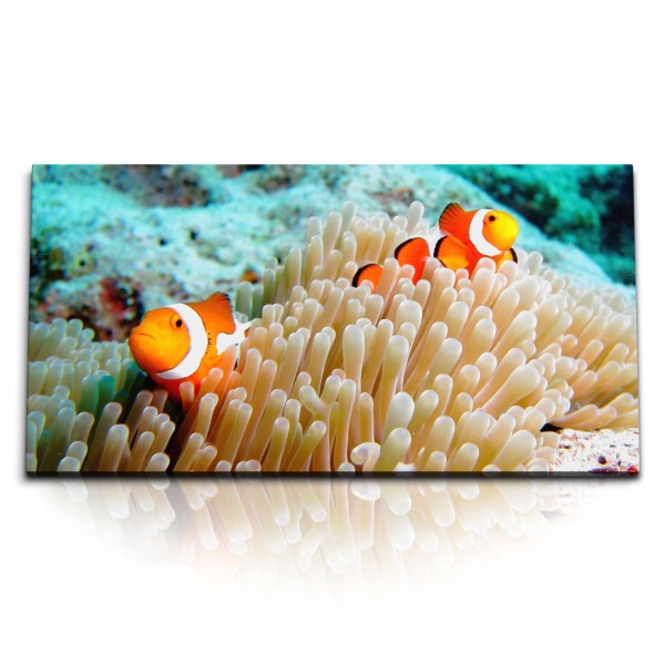 Paul Sinus Art Kunstdruck Bilder 120x60cm Korallenriff Clownfisch unter Wasser bunte Fische