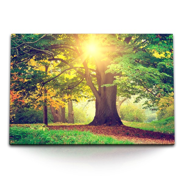 Paul Sinus Art 120x80cm Wandbild auf Leinwand Große Eiche Baum Wald Sonnenstrahl Natur Grün