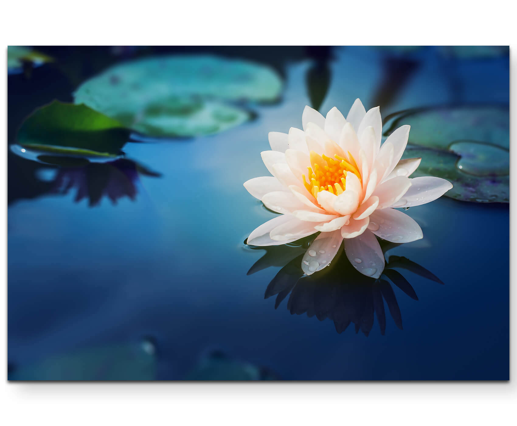 Wunderschöne Lotusblüte - Leinwandbild | Sinus Art GmbH - Einzigartige  Designs, Geschenke , Wandbilder & Wohnaccessoires zu fairen Preisen