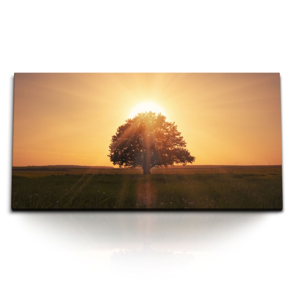 Paul Sinus Art Kunstdruck Bilder 120x60cm Sonnenuntergang einsamer Baum Feld Abendrot Natur