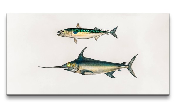 Paul Sinus Art Remaster 120x60cm Schwertfische Fisch alte Illustration Vintage Dekorativ