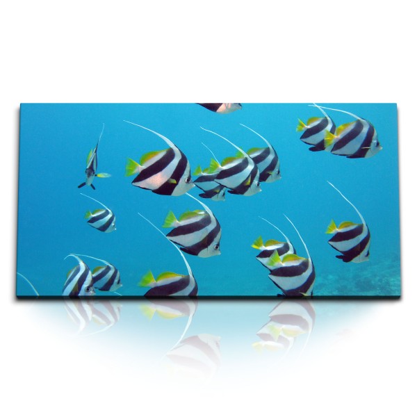 Paul Sinus Art Kunstdruck Bilder 120x60cm Schwarm Wimpelfisch tropische Fische unter Wasser Blau