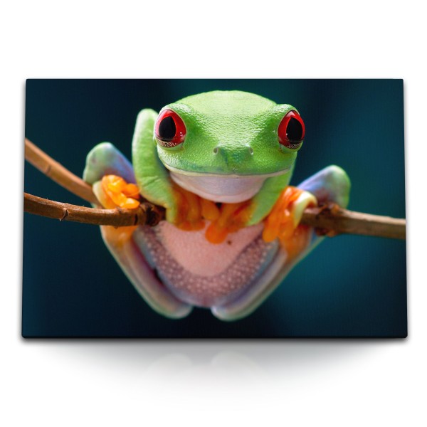 Paul Sinus Art 120x80cm Wandbild auf Leinwand Exotischer Frosch Regenwald Tierfotografie Natur