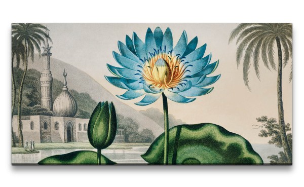 Paul Sinus Art Remaster 120x60cm Blaue Wasserlilie Blume Blüte Illustration Dekorativ Schön